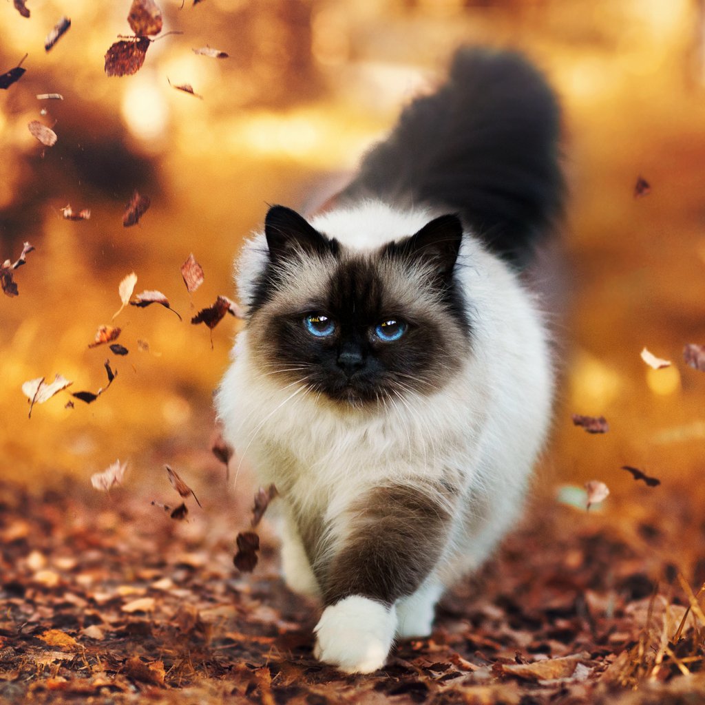 Download Himalayan Cat Cat Animal PFP