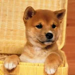 Animal dog PFP