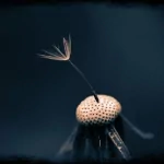 nature close-up PFP