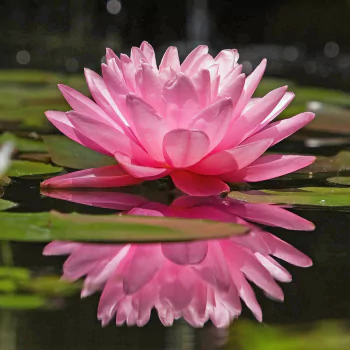 water lily reflection pink lily flower nature PFP