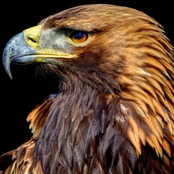  Golden Eagle in Profile