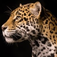 Sub-Gallery ID: 4028 Jaguars
