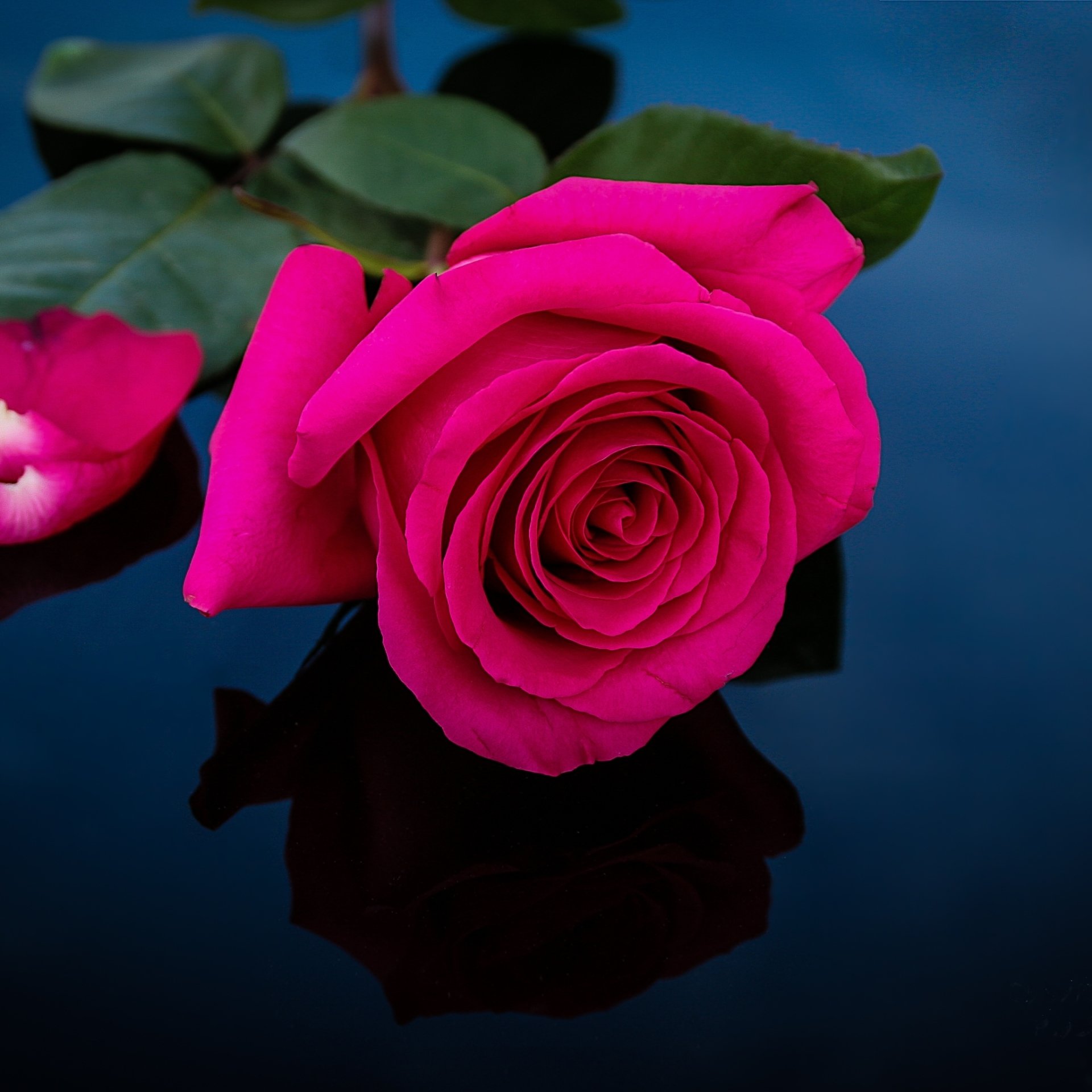 Download Pink Flower Rose Flower Earth Nature PFP