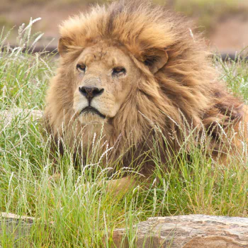 grass lion Animal PFP
