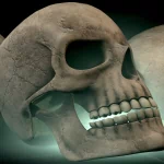 3d Model Skulls