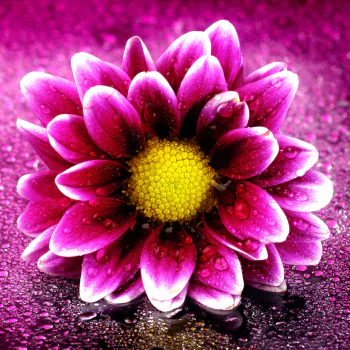  Purple Flower