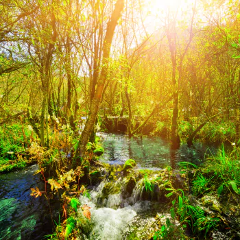 sunny nature stream PFP
