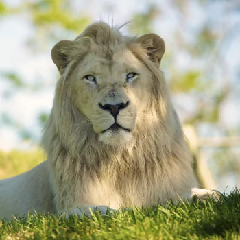 sunny lion Animal PFP