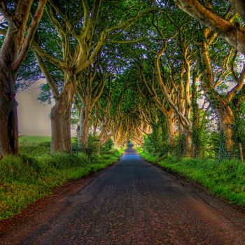  Road Lined with Trees