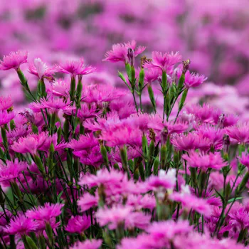 blur nature pink flower flower carnation PFP
