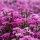 carnation