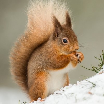 Download Winter Snow Rodent Squirrel Animal Winter Animals PFP