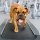 English Bulldog