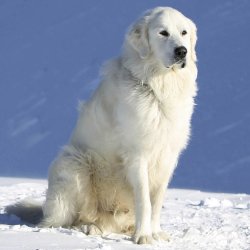 Forum avatar/profile photo of a white Great Pyrenees dog (animal) sitting in snow, showing its fluffy coat against a clear blue sky.