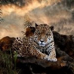 Download Animal Jaguar PFP