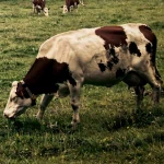 Avatar image of a cow grazing on a green pasture.