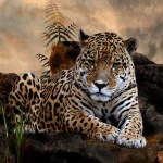 Animal jaguar PFP