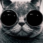 Close-up photo of a cat wearing round black sunglasses, used as a forum avatar/profile photo with an artistic, cool animal vibe.