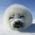 Download Animal Seal PFP