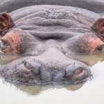 Preview Hippos