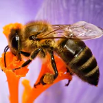 Animal bee PFP