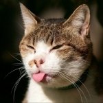Download Animal Cat PFP