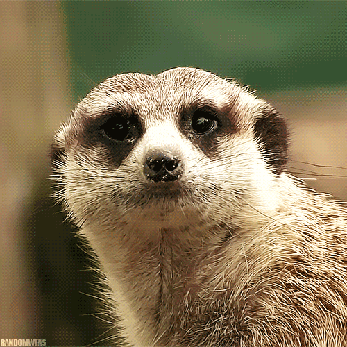 Download Animal Meerkat PFP