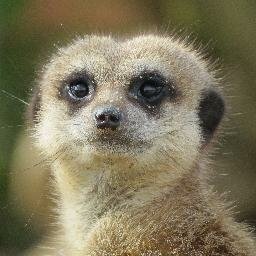 Download Animal Meerkat PFP