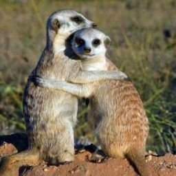 Download Animal Meerkat PFP