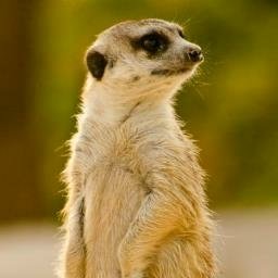 Download Animal Meerkat PFP