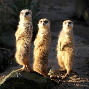 Download Animal Meerkat PFP
