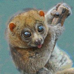 Download Animal Lemur PFP