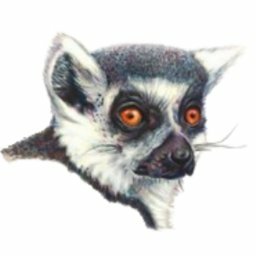 Download Animal Lemur PFP