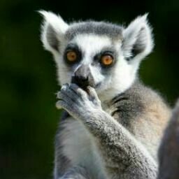 Download Animal Lemur PFP