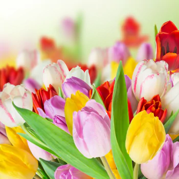 red flower yellow flower purple flower white flower nature flower spring colorful tulip PFP