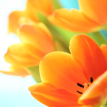yellow flower close-up flower tulip nature PFP