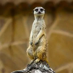 Animal meerkat PFP