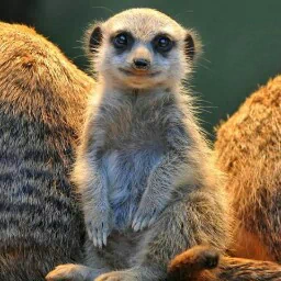 Animal meerkat PFP