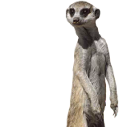 Animal meerkat PFP