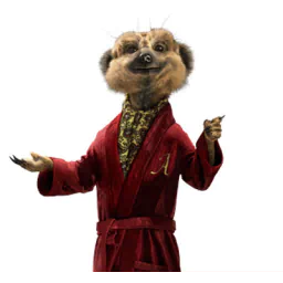 Animal meerkat PFP