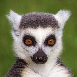 Animal lemur PFP