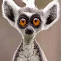 Animal lemur PFP