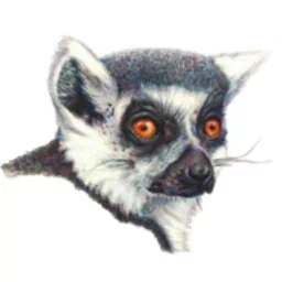 Animal lemur PFP