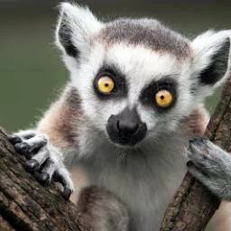 Animal lemur PFP