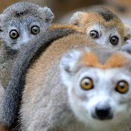 Animal lemur PFP