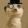 meerkat