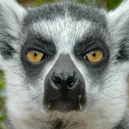 Download Animal Lemur PFP