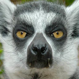 Animal lemur PFP