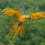 Macaw Pfp
