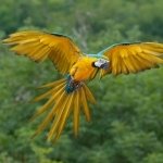 Download Animal Macaw PFP
